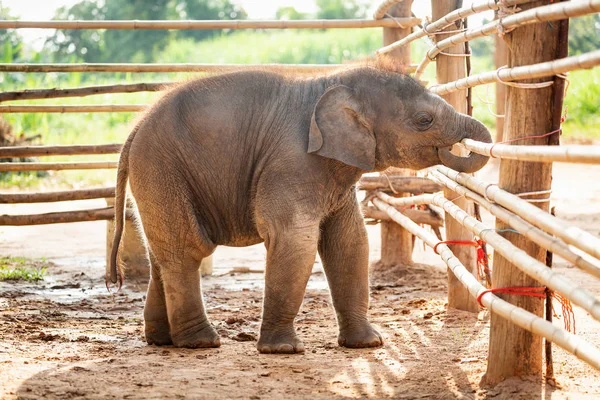 Recém-nascido bebê asiático elefante travesso — Fotografia de Stock