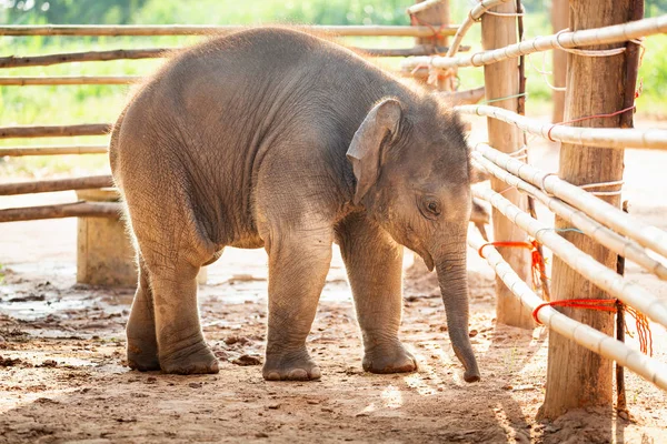 Nouveau-né bébé asiatique éléphant espiègle au Surin Thaïlande — Photo