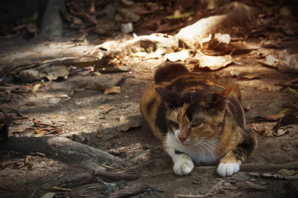 Yerde Yatan Renkli Kedi Parktaki Ortama Uyum Sağlamak Için Kamuflaj — Stok fotoğraf