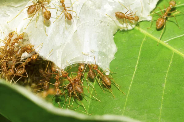 Red ants are helping to pull the leaves together to build a nest. Small animals such as insects that are harmonious in their work and shows the integrity of the natural ecosystem