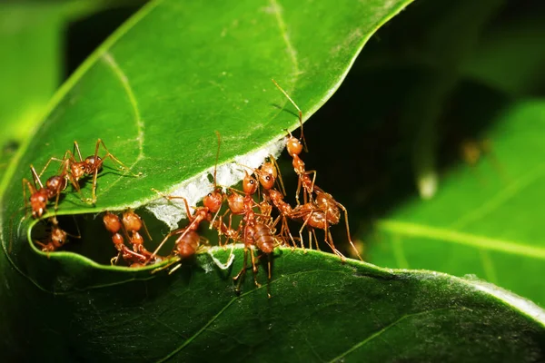 Red ants are helping to pull the leaves together to build a nest. Small animals such as insects that are harmonious in their work and shows the integrity of the natural ecosystem