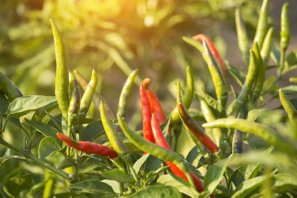 Red chilli peppers in the organic garden farm. Plants that are both food and herbs. Spices or essential ingredients in Thai cooking that are spicy.