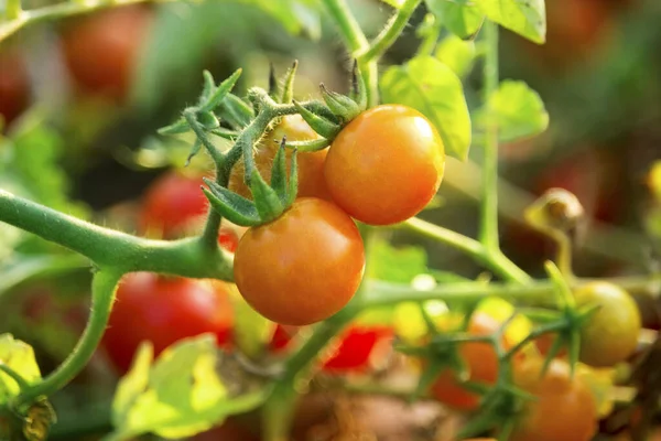 Tomates Cherry Granja Del Jardín Plantas Orgánicas Que Son Tanto — Foto de Stock