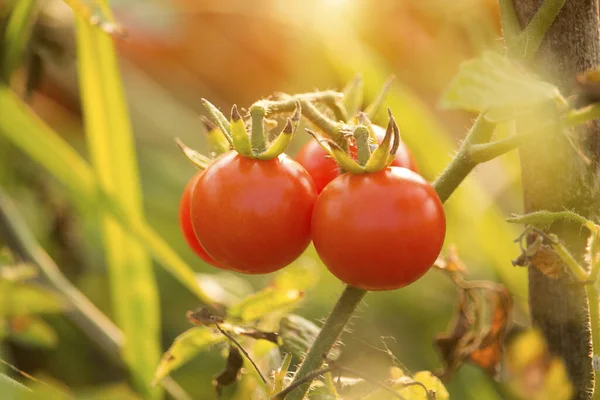 Pomidory Wiśniowe Farmie Ogrodowej Rośliny Organiczne Które Zarówno Pokarmem Jak — Zdjęcie stockowe