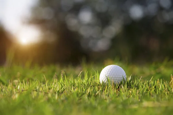 Golf topu güzel bir golf sahasında sabah güneşiyle birlikte. İlk kısa sürede golfe hazır. Dünyanın dört bir yanındaki insanlar tatillerde sağlık için oynuyorlar..