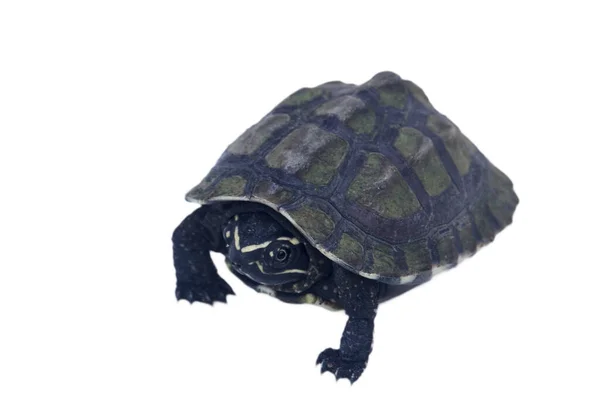 Маленька Черепаха Ізольована Обрізаними Стежками Білому Задньому Плані Слимакоїдні Черепахи — стокове фото