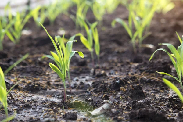 Corn Seedlings Growing Beautiful Rows Soil Plots — Stock Photo, Image