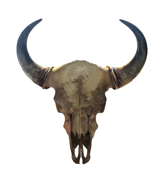 Horns Skull Bull Isolated White Background Clipping Paths Graphic Design — Stock Photo, Image