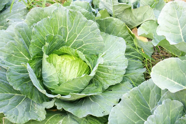 Cavolo Verde Giardino Primo Piano Nella Vista Dall Alto Progettazione — Foto Stock