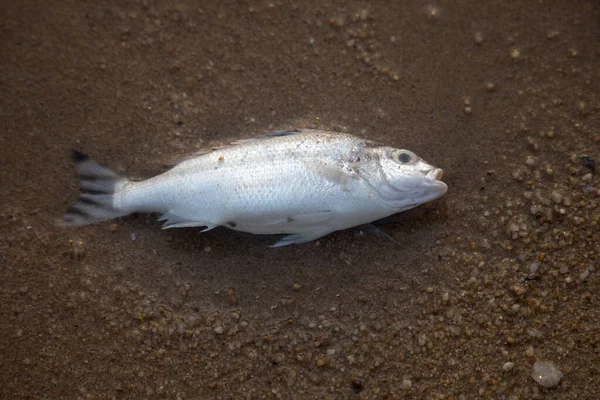 Fish Carcasses Pattaya Beach Thailand Small Sea Creatures Died Due — Stock Photo, Image