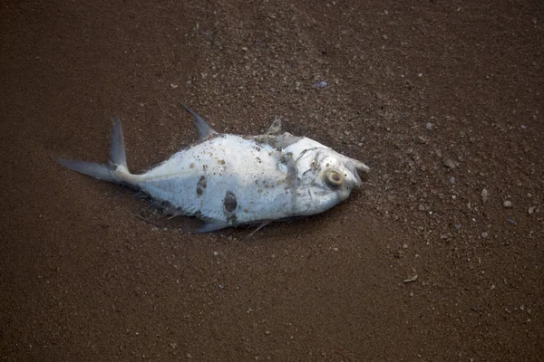 Carcaças Peixe Pattaya Beach Thailand Small Criaturas Mar Que Morreram — Fotografia de Stock