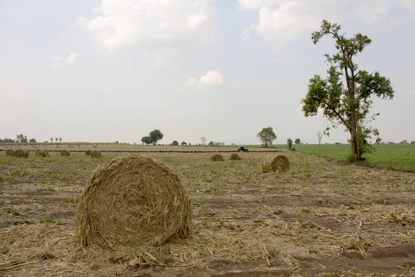 Dry sugarcane leaves roll on the farm.Management of agricultural waste materials for processing