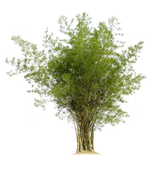 Μπαμπού Δέντρο Απομονώνονται Λευκό Φόντο Αποκόμματα Μονοπάτια Για Σχεδιασμό Κήπου — Φωτογραφία Αρχείου