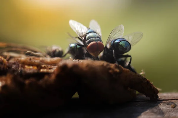 Dům Létá Různých Přirozených Gestech Makro Obrázky Malého Hmyzu Který — Stock fotografie