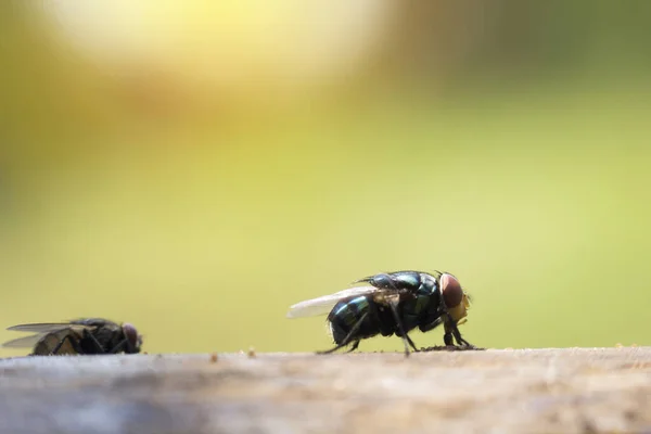 Dům Létá Různých Přirozených Gestech Makro Obrázky Malého Hmyzu Který — Stock fotografie