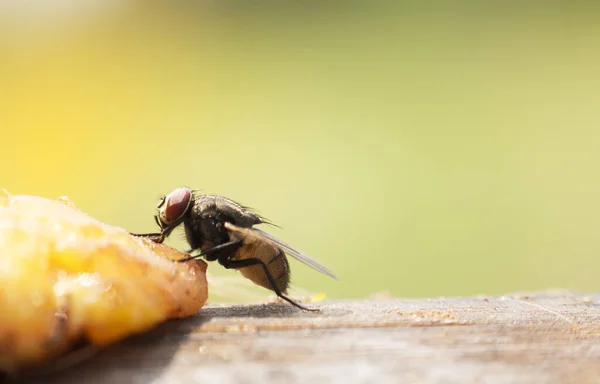 Dům Létá Různých Přirozených Gestech Makro Obrázky Malého Hmyzu Který — Stock fotografie