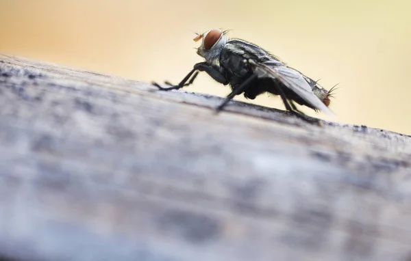 Dům Létá Různých Přirozených Gestech Makro Obrázky Malého Hmyzu Který — Stock fotografie