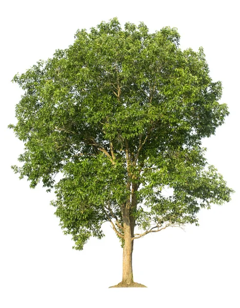 Großer Baum Isoliert Auf Weißem Hintergrund Mit Schneidewegen Für Gartengestaltung — Stockfoto