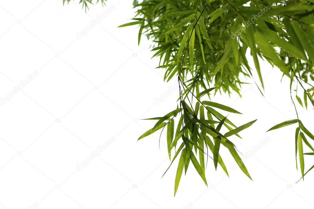 Bamboo leaves isolated on white background with clipping paths for garden design.Tropical species found in Asia.