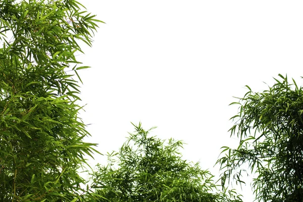 Bambusové Listy Izolované Bílém Pozadí Výstřižkovými Cestičkami Pro Zahradní Design — Stock fotografie