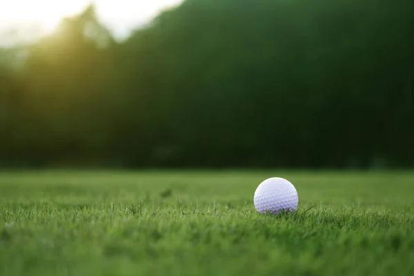 Golf ball is on a green lawn in a beautiful golf course with morning sunshine.Ready for golf in the first short.Sports that people around the world play during the holidays for health.