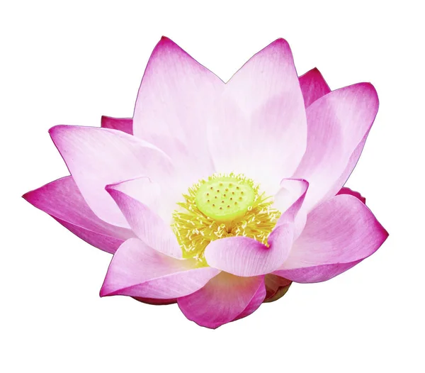 粉红莲花 白色背景上有剪开的小径 用于墙纸或图案设计 象征佛教的热带美丽花朵 — 图库照片