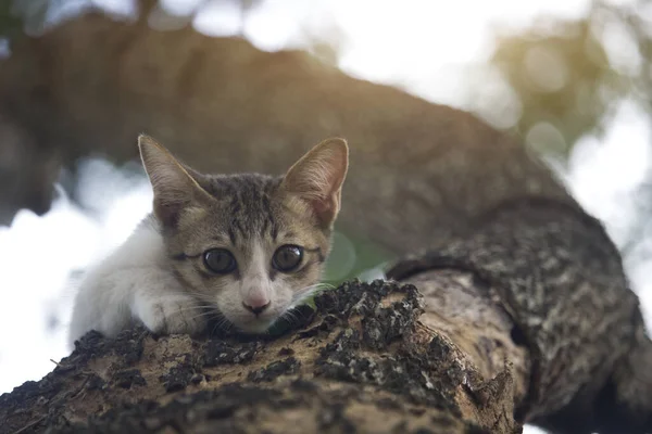Şirin kedi ağaçta sıkışmış, kurtarma ekibinden yardım bekliyor. Dallardaki gri kedi ve evcil hayvanlara bakma konsepti.