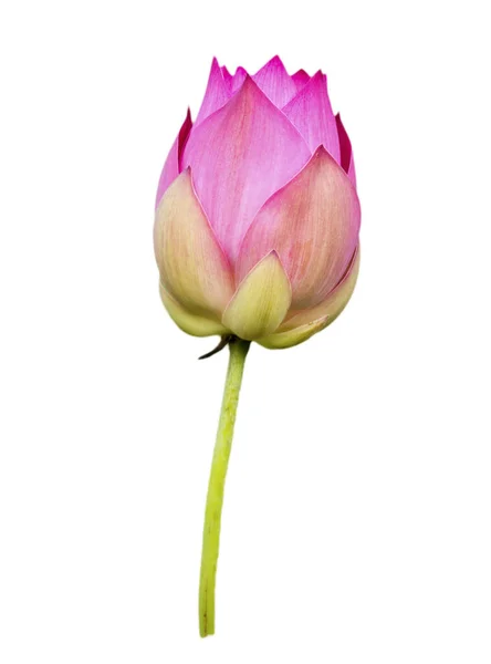 粉红莲花 白色背景上有剪开的小径 用于墙纸或图案设计 象征佛教的热带美丽花朵 — 图库照片