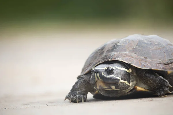 The little turtle is walking on a concrete road.Reptiles that are often harmed by crossing roads in community areas.