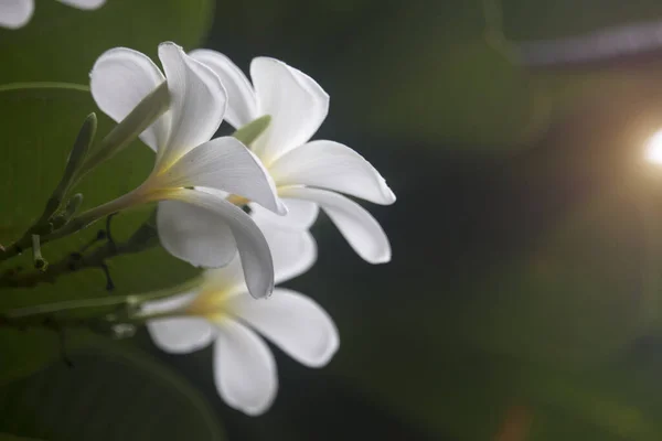 White Plumeria Flowers Blooming Tree Tropical Flower Bali Style Beautiful — Stock Photo, Image