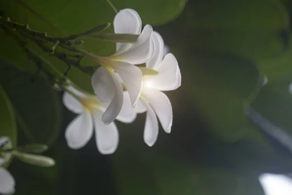 白梅花在树上盛开 巴厘风格的热带花 芬芳艳丽 色泽艳丽 — 图库照片