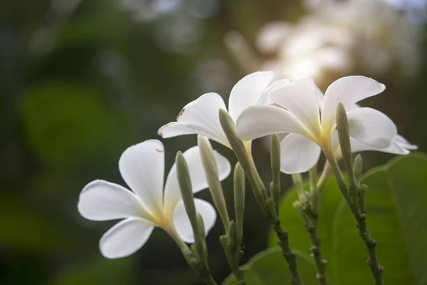 Stromě Kvetou Bílé Květy Plumerie Tropické Květiny Stylu Bali Krásnou — Stock fotografie