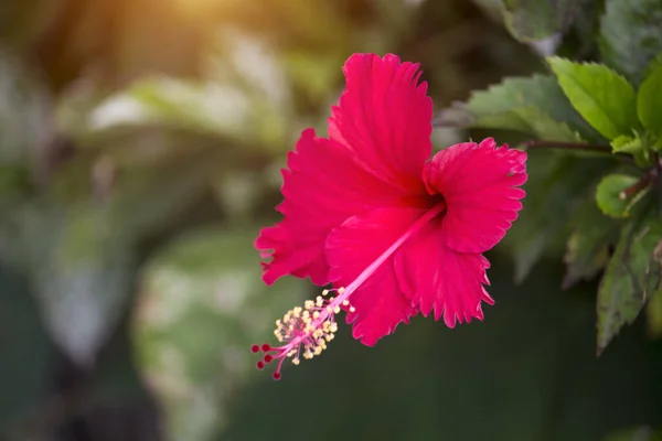 Czerwony Hibiskus Kwiaty Zielonym Tle Liści — Zdjęcie stockowe