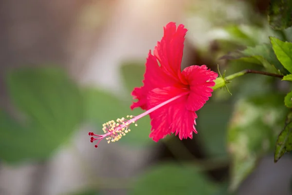 Czerwony Hibiskus Kwiaty Zielonym Tle Liści — Zdjęcie stockowe