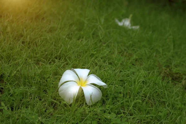 在清晨温暖的阳光下 绿色的草地上绽放着白色的羽毛 — 图库照片