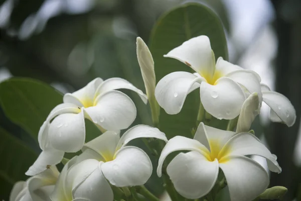 Białe Kwiaty Plumerii Kwitną Drzewie Tropikalny Kwiat Stylu Bali Pięknym — Zdjęcie stockowe