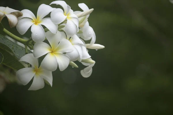 Białe Kwiaty Plumerii Kwitną Drzewie Tropikalny Kwiat Stylu Bali Pięknym — Zdjęcie stockowe