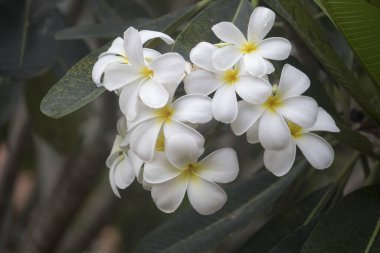 Beyaz Plumeria çiçekleri ağaçta çiçek açıyor. Bali tarzında tropik bir çiçek güzel bir koku ve renkle.
