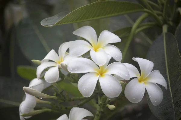 Beyaz Plumeria Çiçekleri Ağaçta Çiçek Açıyor Bali Tarzında Tropik Bir — Stok fotoğraf