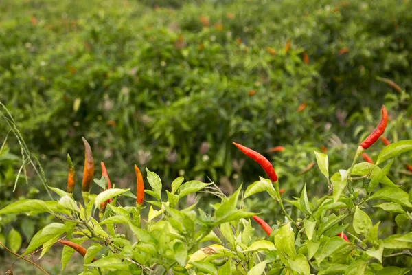 Poivrons Rouges Dans Ferme Jardin Biologique Plantes Qui Sont Fois — Photo