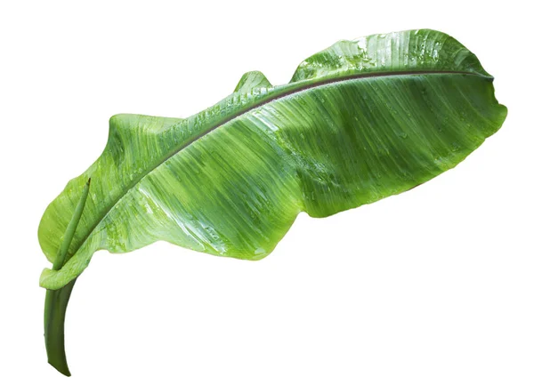 Feuille Banane Isolée Sur Fond Blanc Avec Des Chemins Coupe — Photo