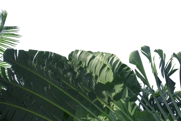 香蕉叶子被隔离在白色的背景中 热带叶子有绿色的模板或图形图案 — 图库照片
