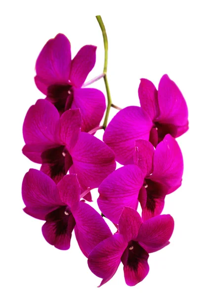 紫色兰花花束 在白色背景上与剪枝路径隔离 用于图形设计 — 图库照片