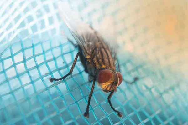 Fly Hmyzem Odolné Sítě Hygiena Měla Být Praktikována Potravin Makro — Stock fotografie