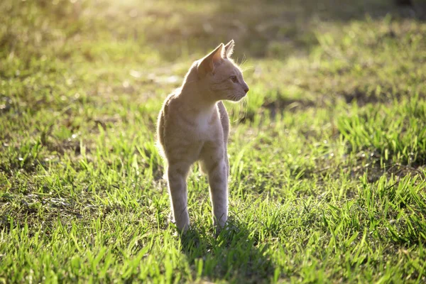 Cute Little Cats Playing Green Lawn Favorite Pets Various Postures — Stock Photo, Image