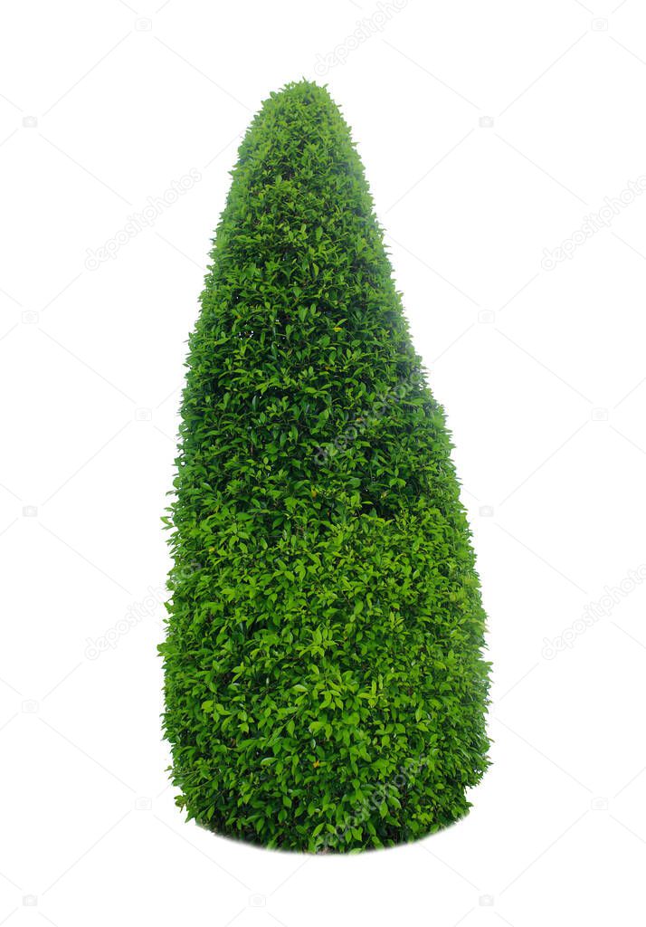 Bush or shrub isolated on white background with clipping paths for garden design.