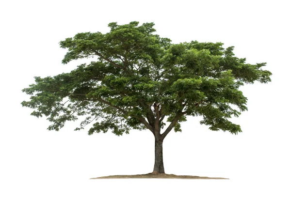庭園設計のためのクリッピングパスを持つ白い背景に隔離された木 アジアで発見された熱帯種 — ストック写真