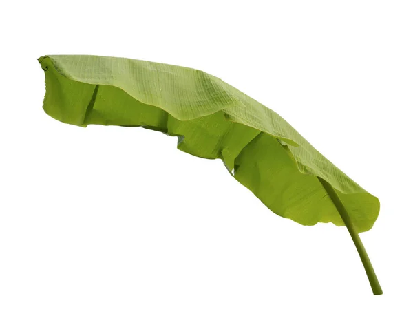 Bananenblatt Isoliert Auf Weißem Hintergrund Mit Schneidewegen Für Gartengestaltung — Stockfoto