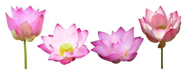 莲花系列 白色背景下隔离 用于墙纸或图形设计 象征佛教的热带美丽花朵 — 图库照片