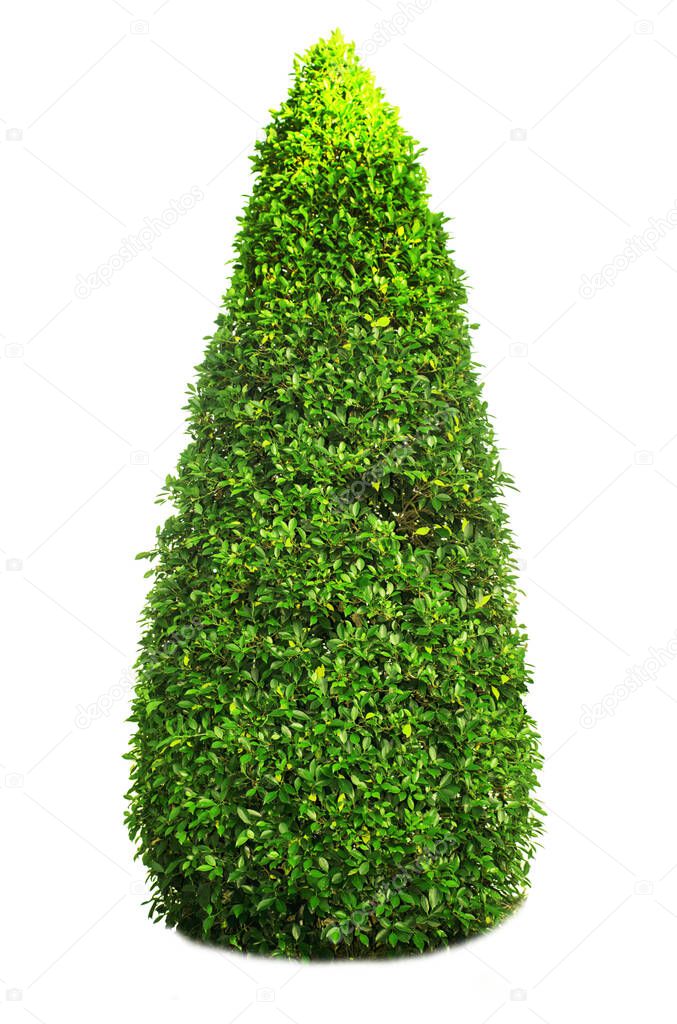 Bush or shrub isolated on white background with clipping paths for garden design.